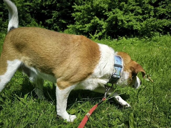 Słodki karmelek prosi o dom