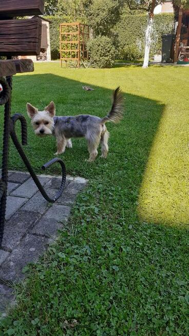Chce dopuscic Yorka Shiler Terrier