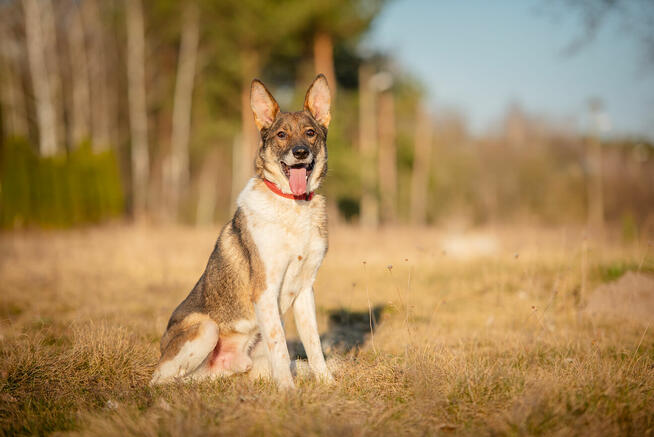 Czesmir - wpatrzony w człowieka, łagodny, kochany psiak BŁAG