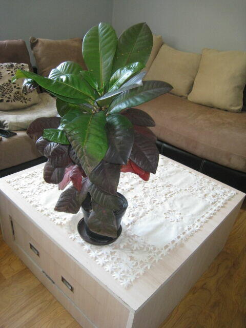 Kroton, roślina doniczkowa