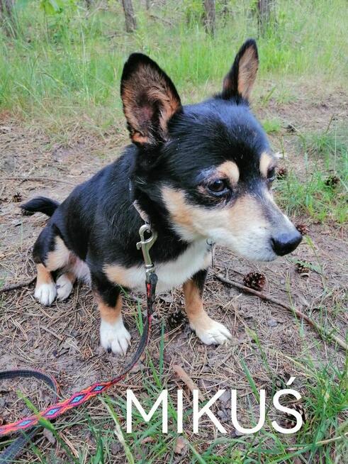 MIKUŚ malutki łagodny piesek poleca się do adopcji
