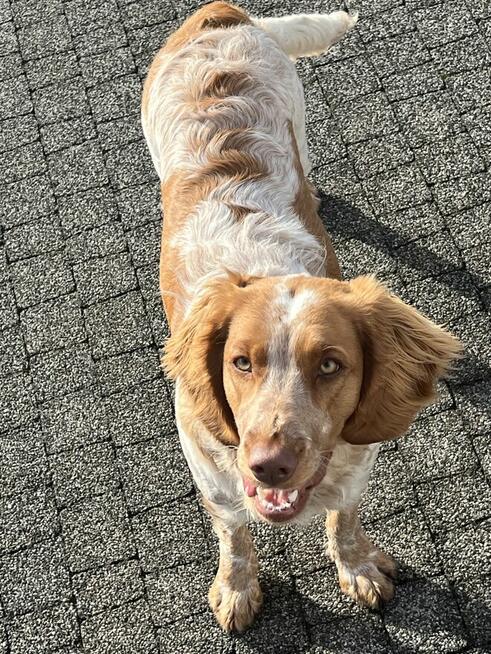 Płochacz niemiecki- roczna suka