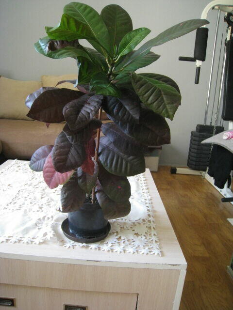 Kroton, roślina doniczkowa