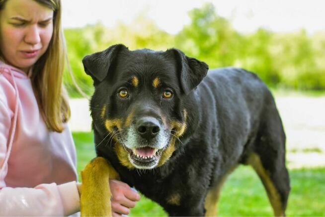 Czoko-duży pies do adopcji