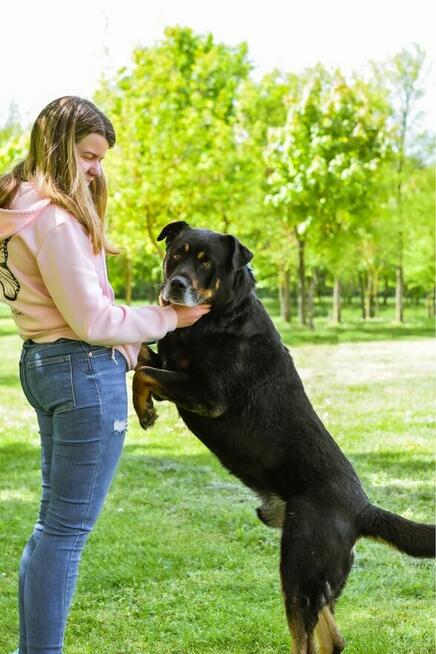 Czoko-duży pies do adopcji
