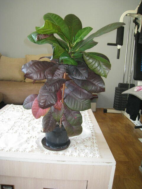 Kroton, roślina doniczkowa