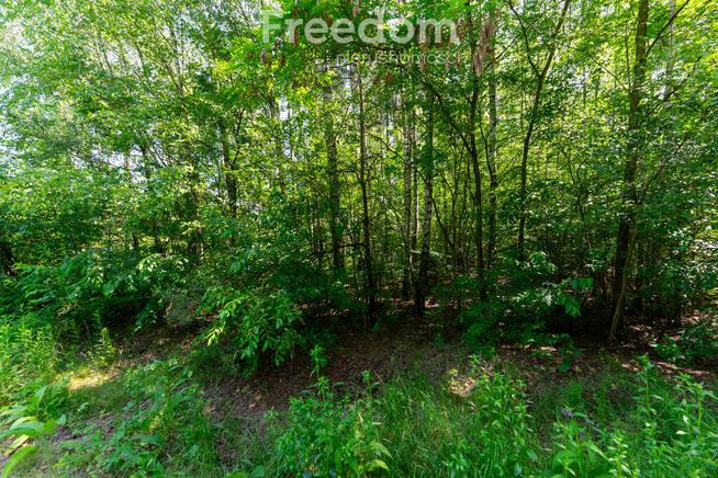 Zielona przystań pod Warszawą – działki w Osiecku