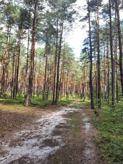 Działka w lesie, Żarki Letnisko, woj. Śląskie