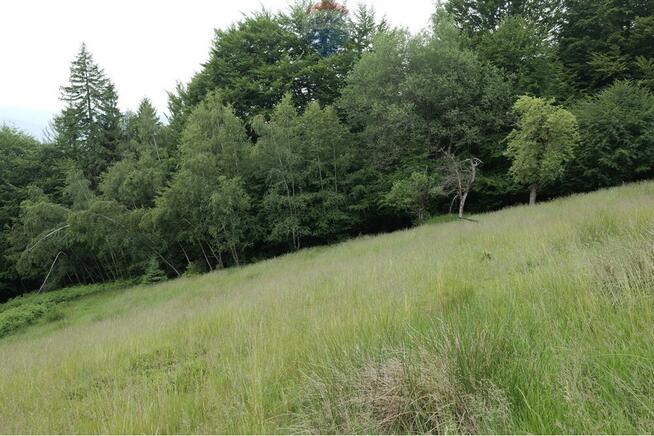 Wzgórze, las i przestrzeń – Twoje miejsce w górach