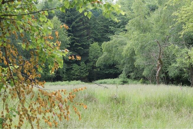 Wzgórze, las i przestrzeń – Twoje miejsce w górach