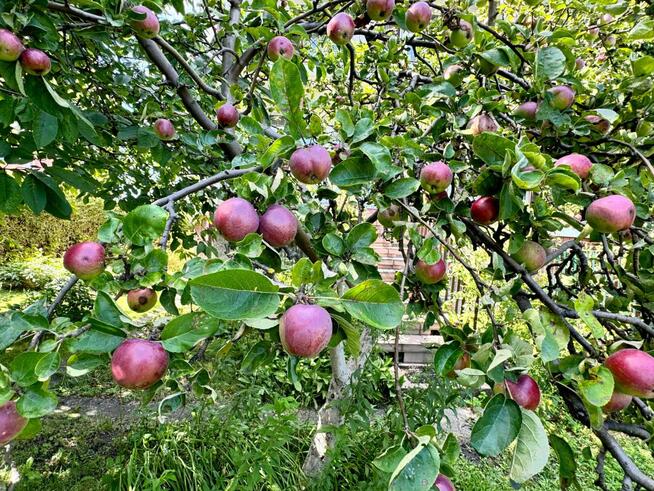 Dom Gdańsk Brzeźno, Aleksandra Zelwerowicza