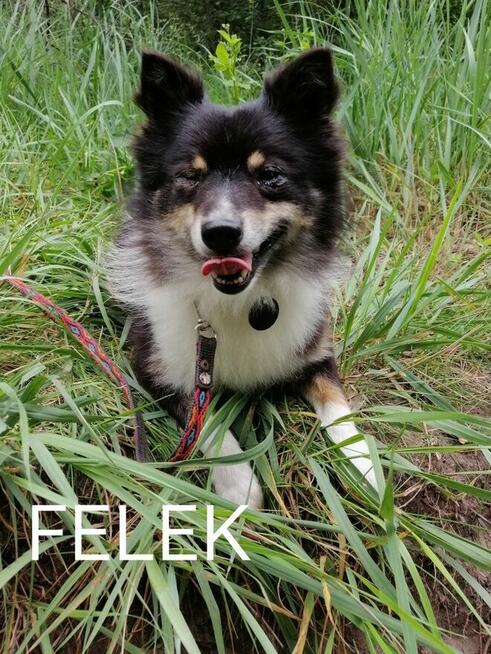 FELEK mały puchaty psiak poleca się do adopcji