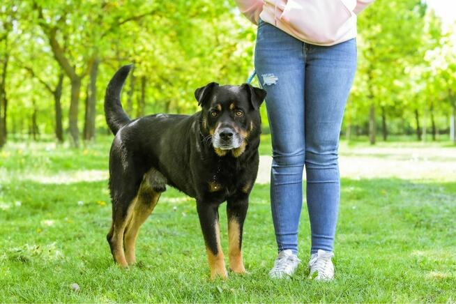 Czoko-duży pies do adopcji