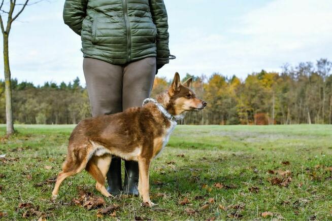 Sezamek-wyrozumialy i cierpliwy dom potrzebny dla psa-adopcja