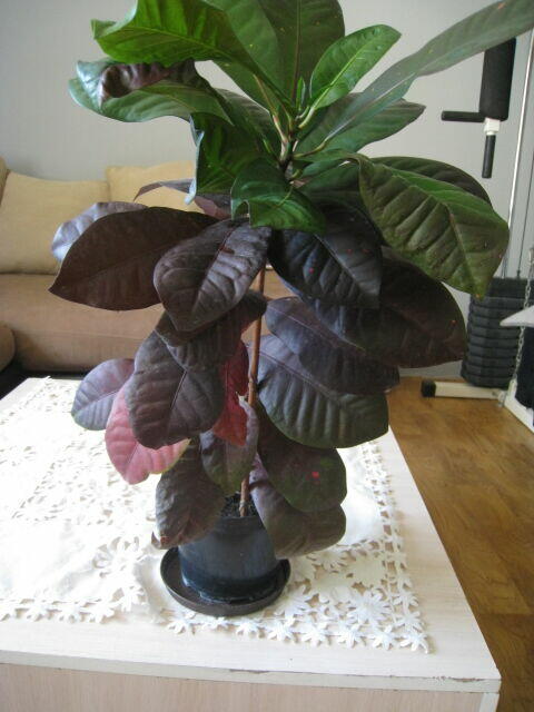 Kroton, roślina doniczkowa