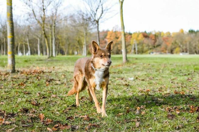 Sezamek-wyrozumialy i cierpliwy dom potrzebny dla psa-adopcja