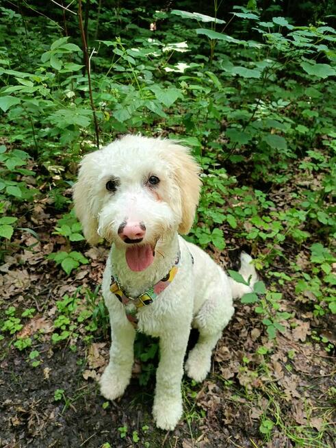 Sprzedam Goldendoodle