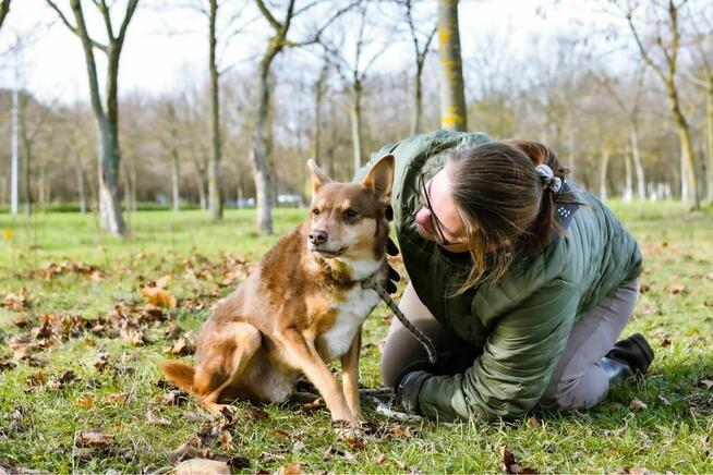 Sezamek-wyrozumialy i cierpliwy dom potrzebny dla psa-adopcja