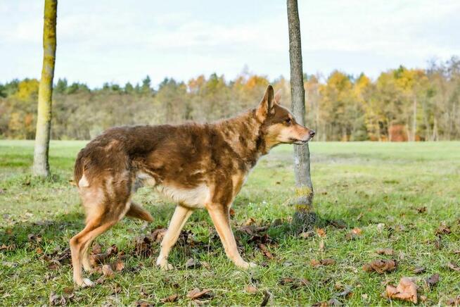 Sezamek-wyrozumialy i cierpliwy dom potrzebny dla psa-adopcja