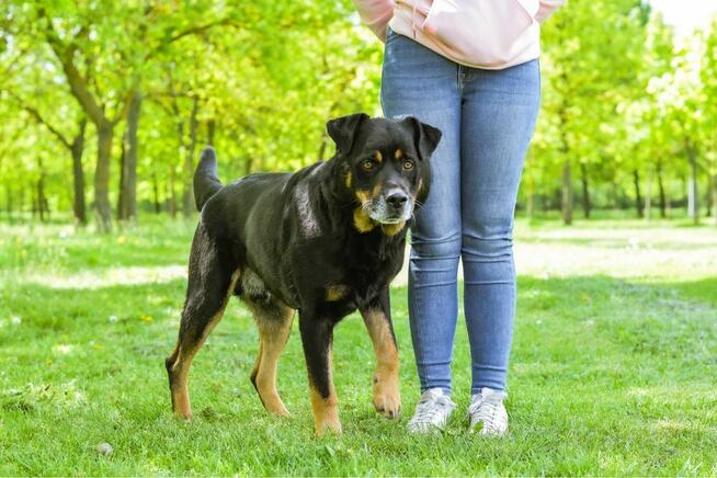 Czoko-duży pies do adopcji