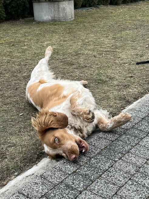 Płochacz niemiecki- roczna suka