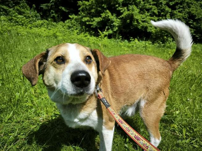 Piesek prosi o dobry dom