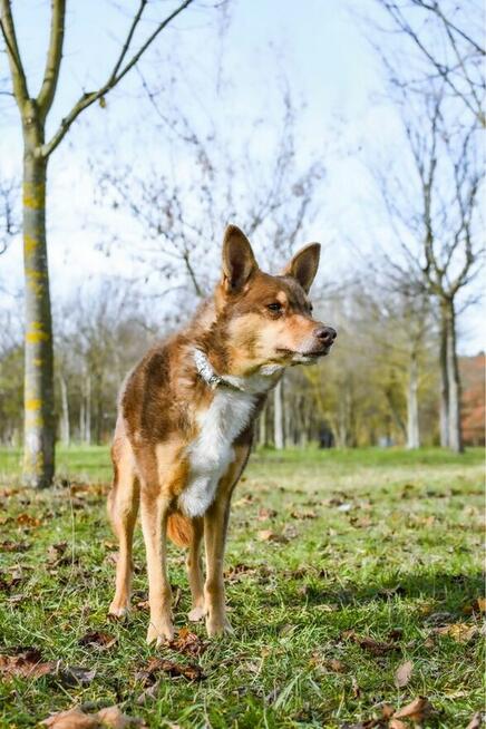 Sezamek-wyrozumialy i cierpliwy dom potrzebny dla psa-adopcja