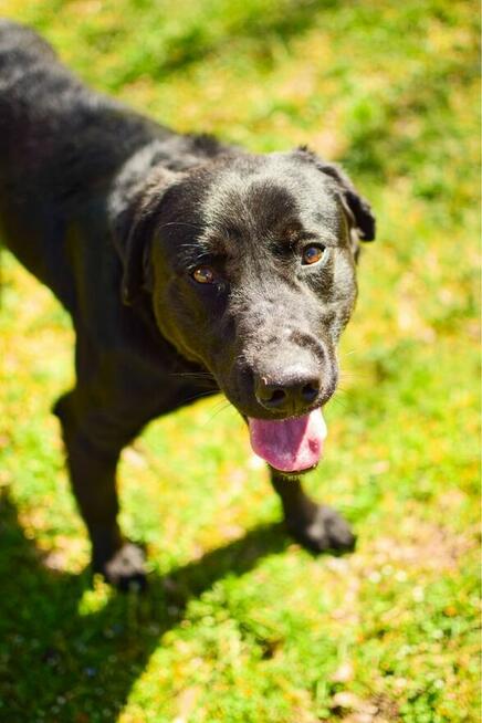 Stock-czarny, mlody, średniej wielkosci pies do adopcji