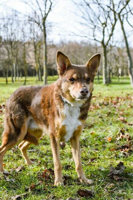 Sezamek-wyrozumialy i cierpliwy dom potrzebny dla psa-adopcja