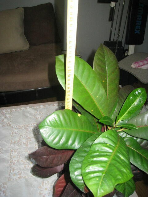 Kroton, roślina doniczkowa