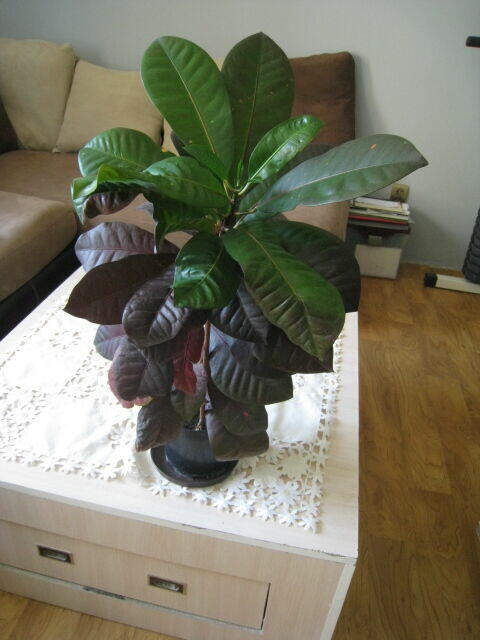 Kroton, roślina doniczkowa