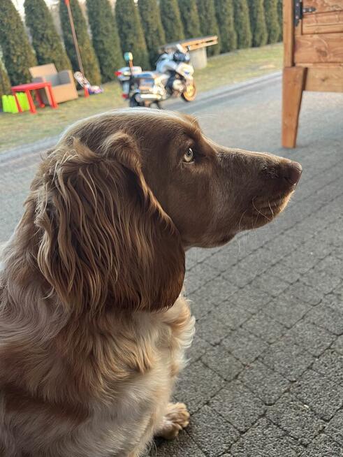 Płochacz niemiecki- roczna suka