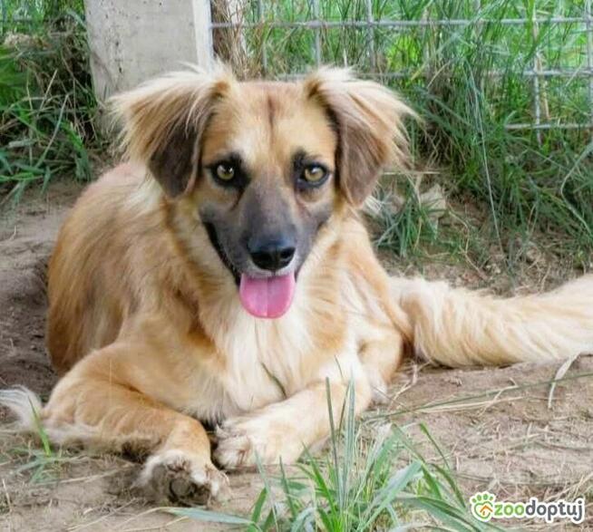 BUENO - młody, delikatny psiak pilnie szuka domu