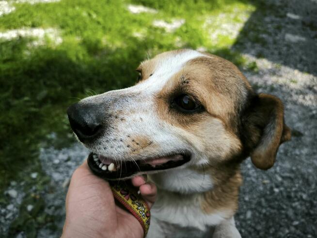 Piesek prosi o dobry dom