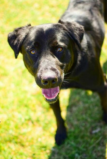 Stock-czarny, mlody, średniej wielkosci pies do adopcji