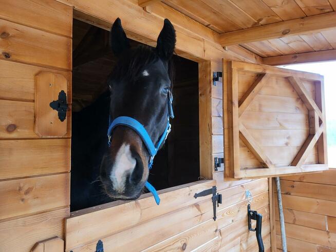 Stajnia dla koni, drewniana stajnia z korytarzem, boksy dla