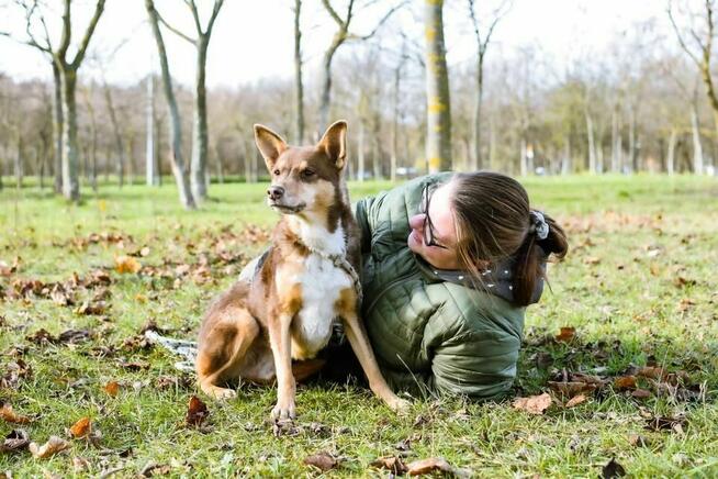 Sezamek-wyrozumialy i cierpliwy dom potrzebny dla psa-adopcja