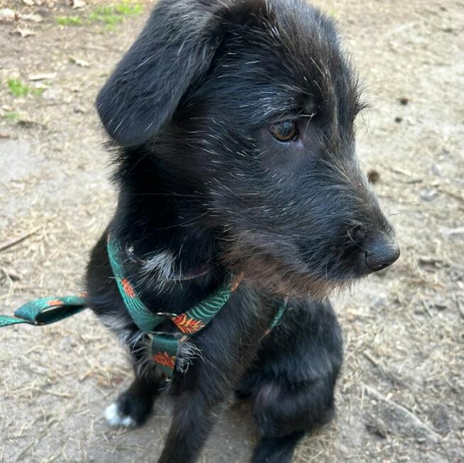 Oddam za darmo sunie 7 mies