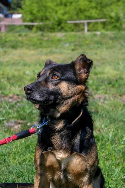 Novy czeka na wymarzony domek