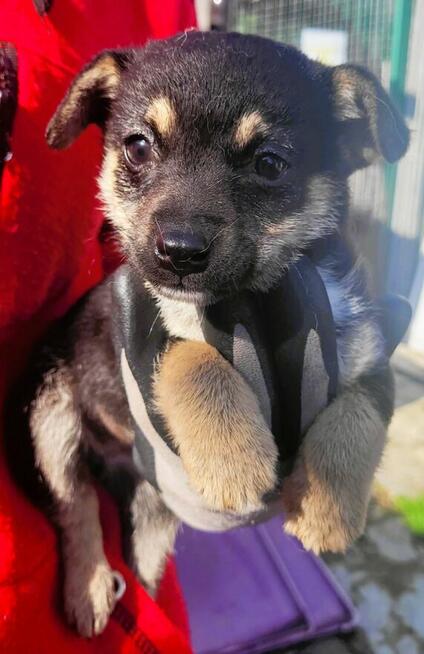 NIUNIA - malutka szczeniaczka PILNIE szuka domu