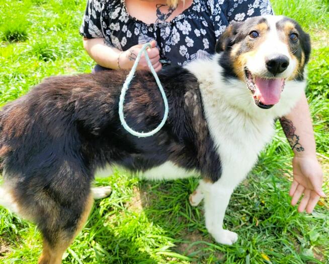 BOGUŚ - kochany psiak w typie szkocki collie szuka domu