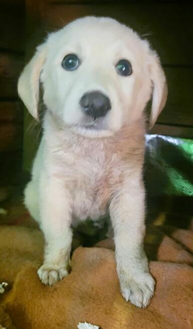 API - mały szczeniak w typie labradora szuka domu