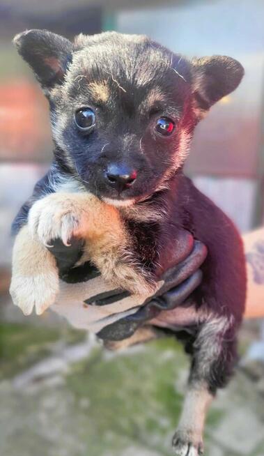 DROPSIK - maleństwo w schronisku PILNIE szuka domu