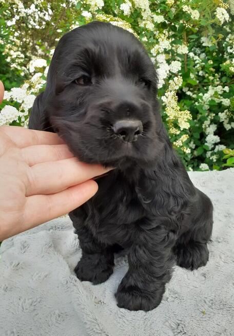 COCKER SPANIEL ANGIELSKI