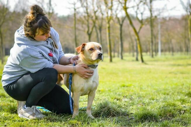 Wesoly biszkoptowy pies czeka na aktywny dom-adopcja