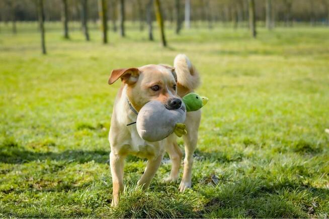 Wesoly biszkoptowy pies czeka na aktywny dom-adopcja