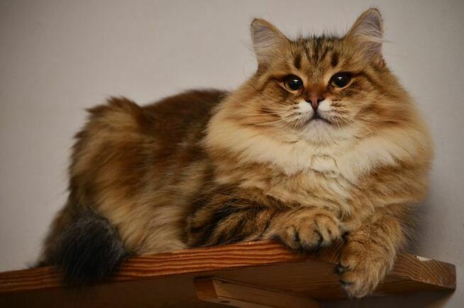 Hodowla Kotów Syberyjskich & Neva Masquerade Nowa Era*PL