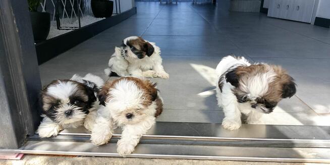 Shih tzu szczeniaczki