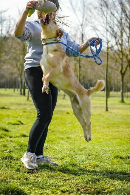 Wesoly biszkoptowy pies czeka na aktywny dom-adopcja