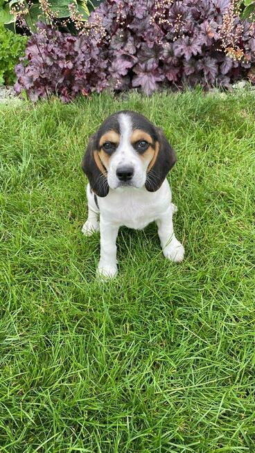 Suczka Beagle oddam